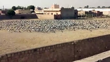 थार में बढ़ने लगा कुरजां का कलरव