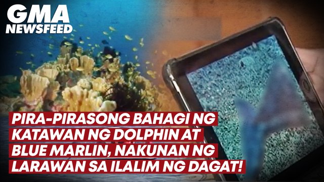 Pira-pirasong katawan ng dolphin at blue marlin, nakunan sa ilalim ng dagat | GMA News Feed