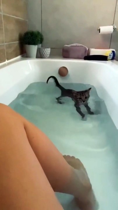 #10 funny cat video