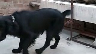 Beautiful Black Dog
