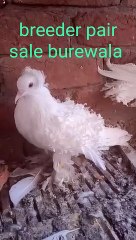 Beautiful white back frill pigeon