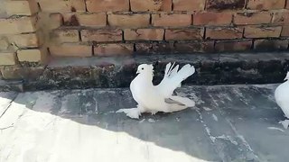 white tail lacky pigeon walking