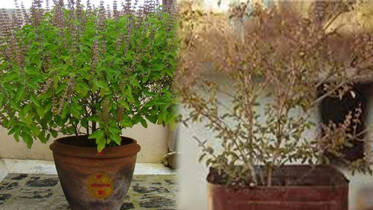 सूखी तुलसी को हरा भरा करने का आसान तरीका | Tulsi Na Sukhne ke Upay | Boldsky *Lifestyle