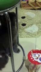 Cat Drinking with a Straw