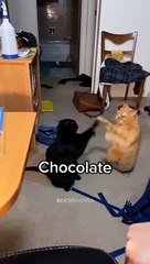 Two cats playing with each other