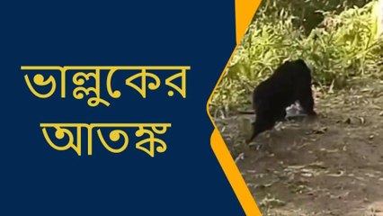ভাল্লুক জ্বরে কাঁপছে এলাকাবাসী! দেখুন ভাইরাল ভিডিয়ো