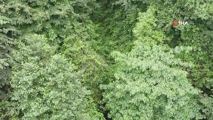 Pileki taşının Rize'deki son ustası mesleğini yaşatmaya çalışıyor