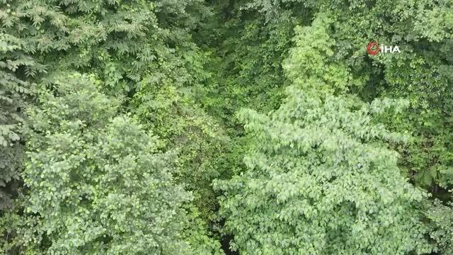 Pileki taşının Rize'deki son ustası mesleğini yaşatmaya çalışıyor