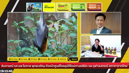 แพทย์ย้ำ กิน ค้างคาว เสี่ยงรับสารพัดเชื้อโรค : DJ อยากแชร์ : 12 พฤศจิกายน 2565