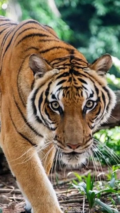 TIGERS IN FOREST(720P_HD)