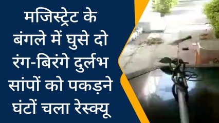 पन्नाः मजिस्ट्रेट के बंगले में घुसे दो रंग-बिरंगे दुर्लभ सांप,देखनें के लिए लगा लोगों का हुजूम