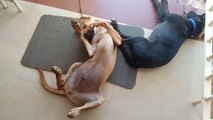 Cute Dog Funny Sleeping Style