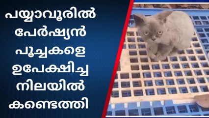 പയ്യാവൂരിൽ പേർഷ്യൻ പൂച്ചകളെ ഉപേക്ഷിച്ച നിലയിൽ കണ്ടെത്തി