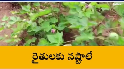 హుజూర్‌నగర్ : పెరిగిన పత్తి సాగు.. తగ్గిన దిగుబడి