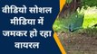 कानपुर देहातः राष्ट्रीय पक्षी मोर का वीडियो हुआ वायरल, वीडियो देख कर मंत्र मुग्ध हो जायेंगे आप