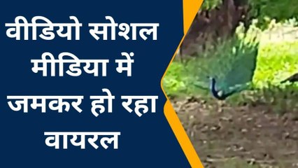 कानपुर देहातः राष्ट्रीय पक्षी मोर का वीडियो हुआ वायरल, वीडियो देख कर मंत्र मुग्ध हो जायेंगे आप