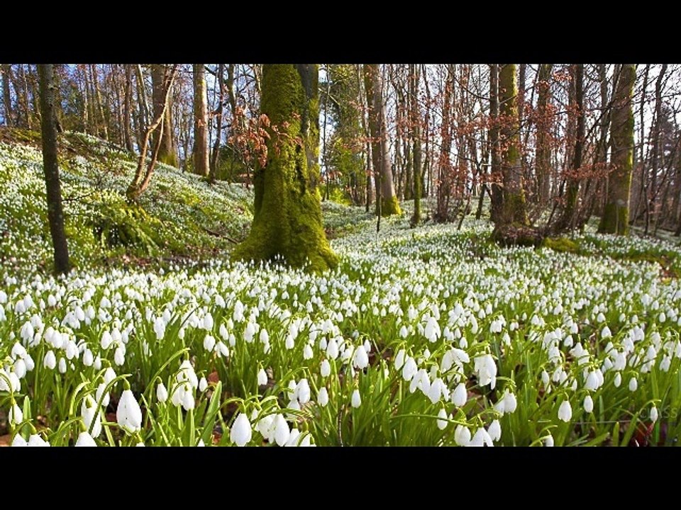 Johann Sebastian Bach-Вариации на тему Бранденбургских Концертов(№4 BWV  1049)Баха.REMIX.