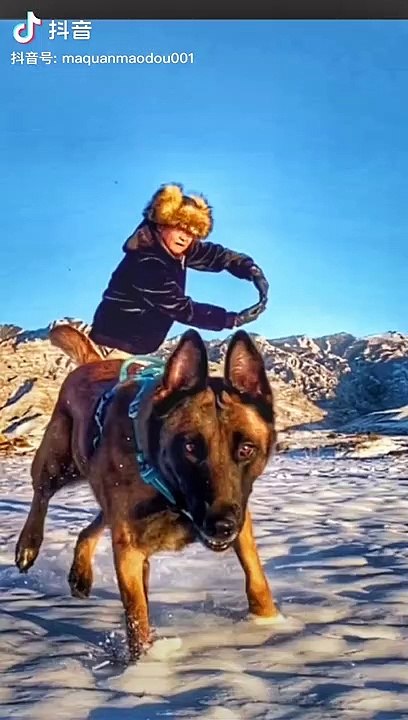 Dog atitude montage #funny #dog