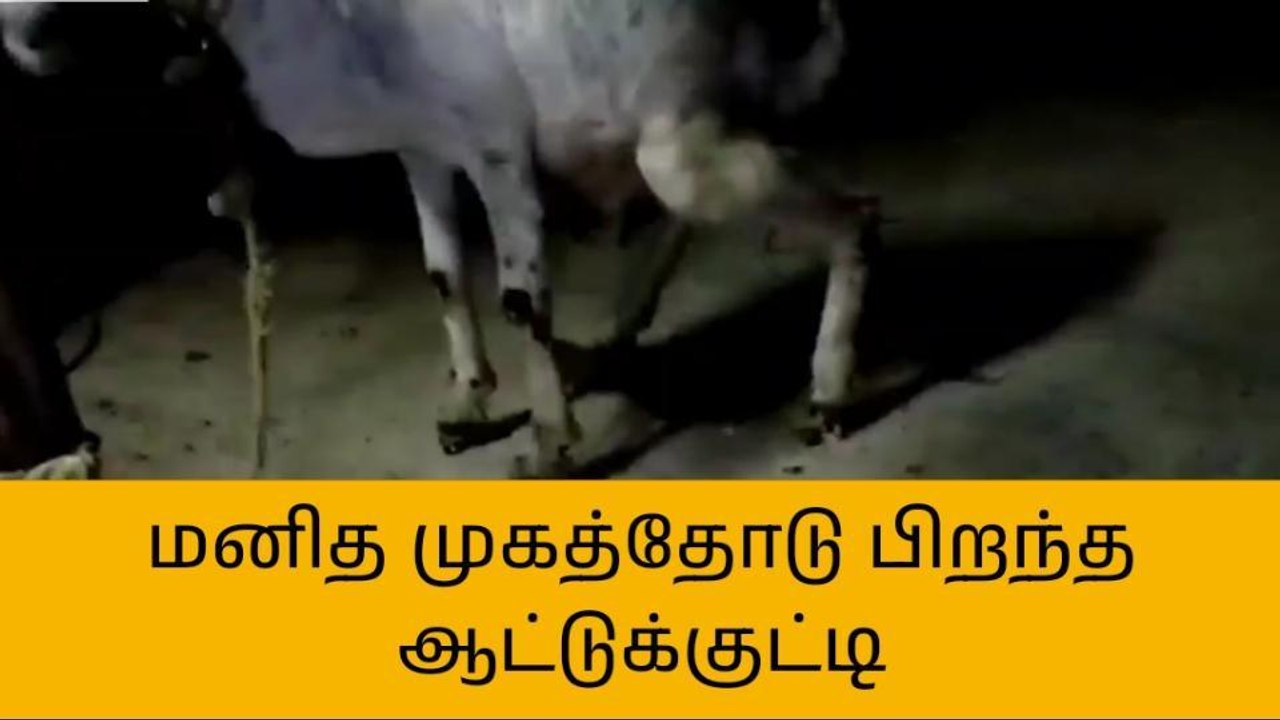மனித முகத்தோடு பிறந்த ஆட்டுக்குட்டி - வைரல் வீீடியோ!