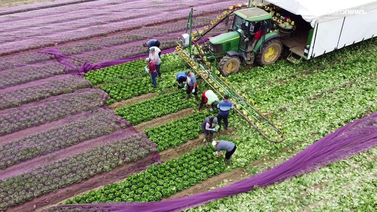 Agricultores y empresarios británicos: "Queremos volver al mercado de la UE"