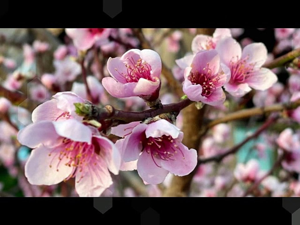 Organ Concerto in A-, BWV593 (arr. of Vivaldi's Concerto Op.3 No.6, RV522)-1.Allegro-REMIX-HARP