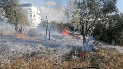 Yangında zeytin ağaçları zarar gördü