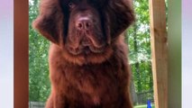 Newfoundland Dog One of the Largest Dog Breeds in the World