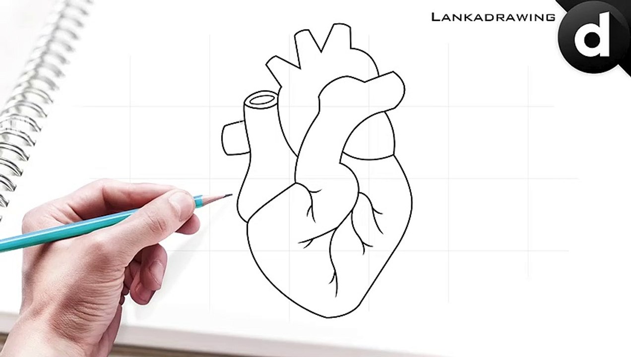 how to draw heart organs easy and simple