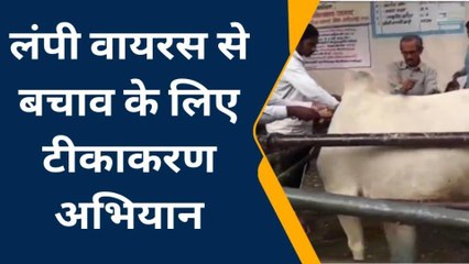 अलीराजपुर : लंपी वायरस से बचाव के लिए जारी है टीकाकरण अभियान,पशु पालकों से अपील