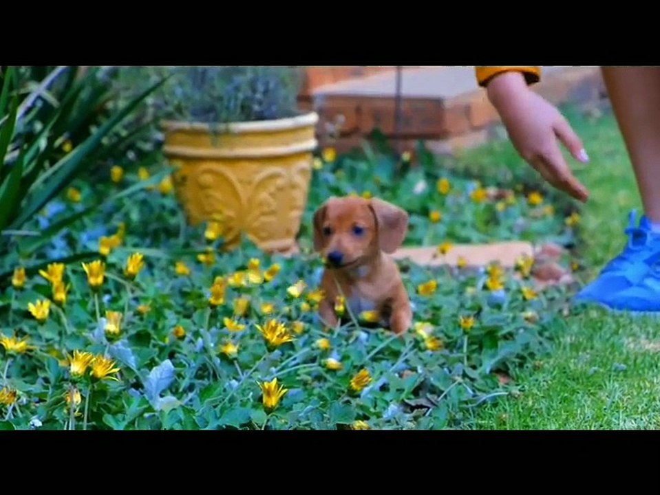 Bayi anjing yang lucu dan imut