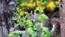 Menjaga kehidupan flora dan fauna