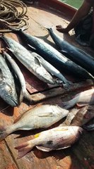 fish farming business