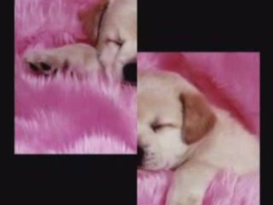 Miro - Gubia Kontrol , Kogato