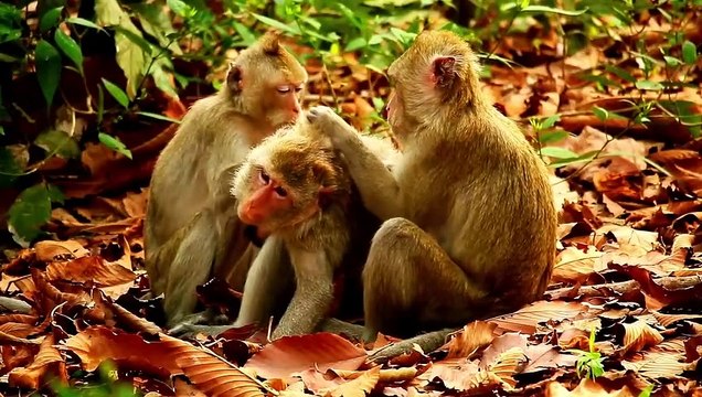 Suara Hewan Lucu_ Gajah, Sapi, Ayam, Kuda, Bebek, Anjing, Kucing - Bagian 10