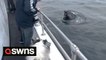 Adorable moment dog sees a whale up close for the first time