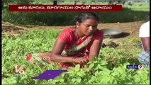 Farmers Show Interest In Vegetable Farming | Siddipet | V6 News