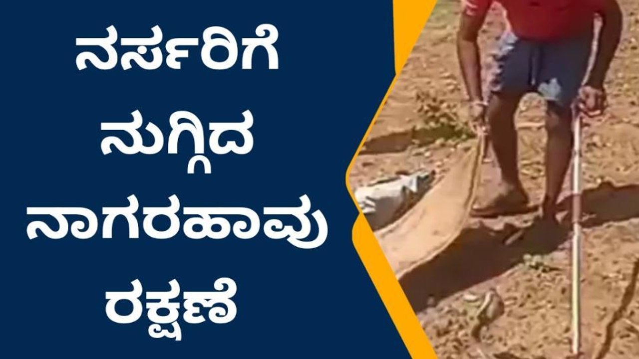 ಬ್ಯಾಡಗಿ: ಅಂಗರಗಟ್ಟಿಯಲ್ಲಿ ನರ್ಸರಿಗೆ ನುಗ್ಗಿದ ನಾಗರಹಾವು ರಕ್ಷಣೆ