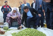 AK Parti'li Dağ, Zeytin Festivali'nde konuştu