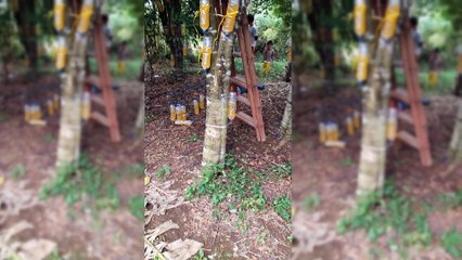INOKULASI POHON GAHARU DOSIS TINGGI