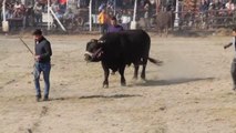 Söke'de boğa güreşi düzenlendi