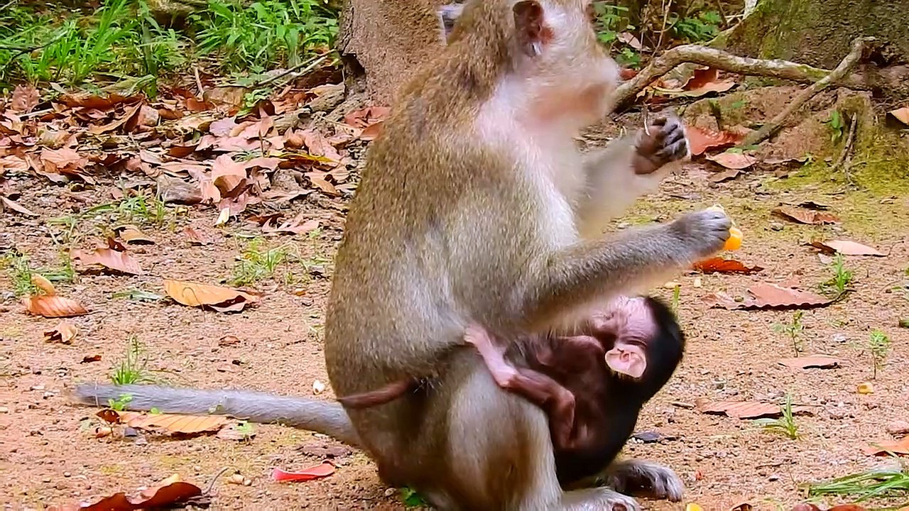 Nasty Anna weaning Milk baby just born only 2days old! baby hungry & crying loudly