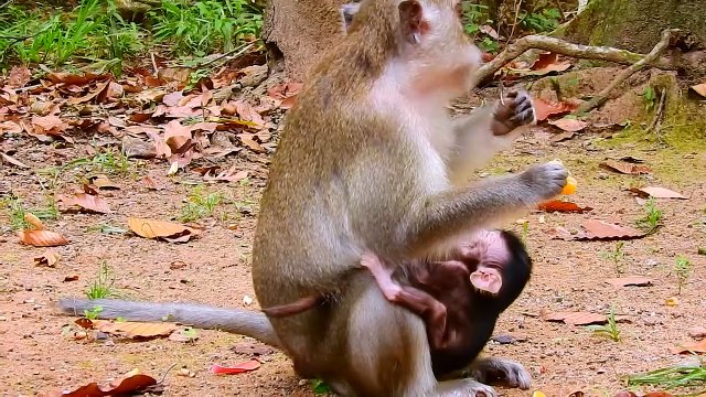 Nasty Anna weaning Milk baby just born only 2days old! baby hungry & crying loudly
