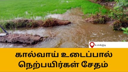 下载视频: tதிருச்சுழி:கால்வாய் உடைந்ததால் நெற்பயிர்கள் நீரில் மூழ்கி சேதம்