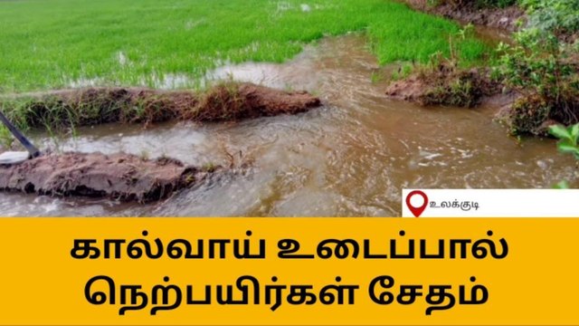 tதிருச்சுழி:கால்வாய் உடைந்ததால் நெற்பயிர்கள் நீரில் மூழ்கி சேதம்
