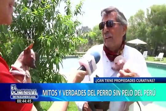 ¿El perro sin pelo del Perú tiene propiedades curativas?: mitos y verdades