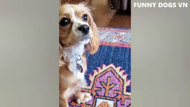 10.Funniest Animals Video - Funny Dogs And Cats - Try Not To Laugh Animals 2022