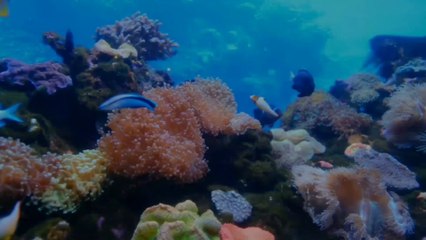 Butterfly fish hiding under see plants