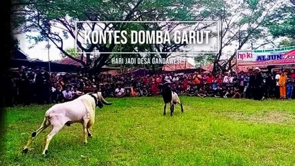 KONTES KETANGKASAN DOMBA GARUT DI HARI JADI DESA GANDAWESI KE-40