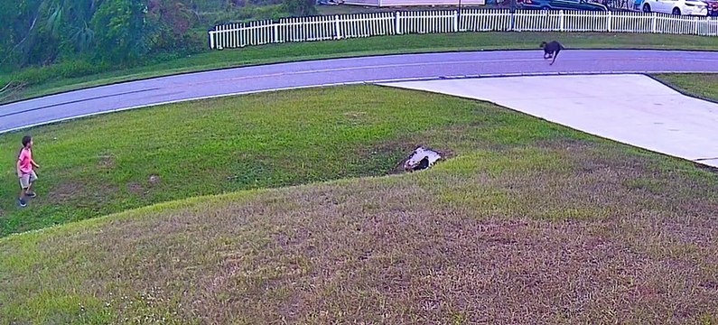 Un chien protège son jeune maitre d'un autre chien