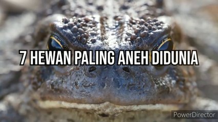 7 Binatang aneh di dunia